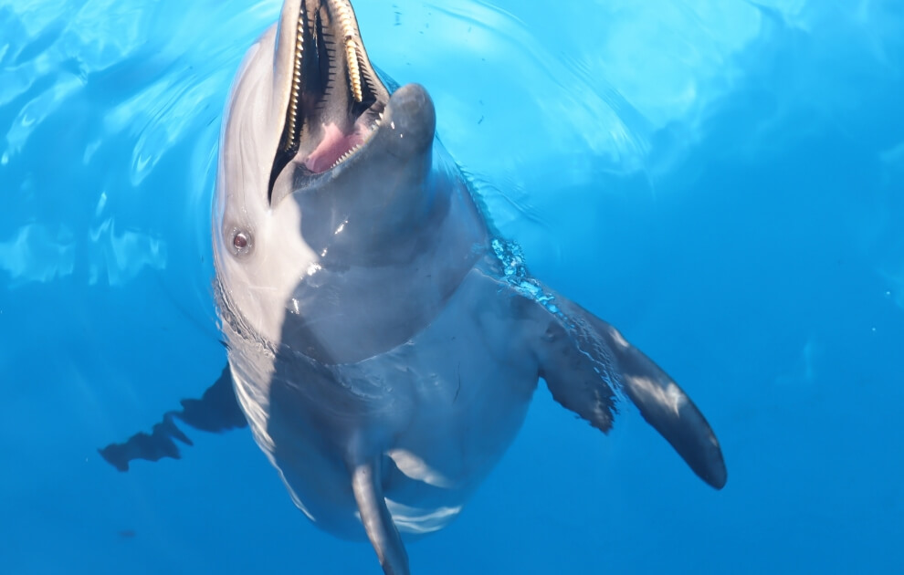 美ら海水族館