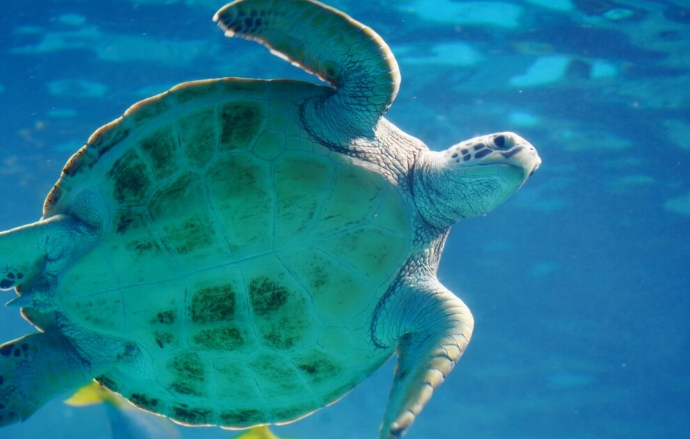 美ら海水族館