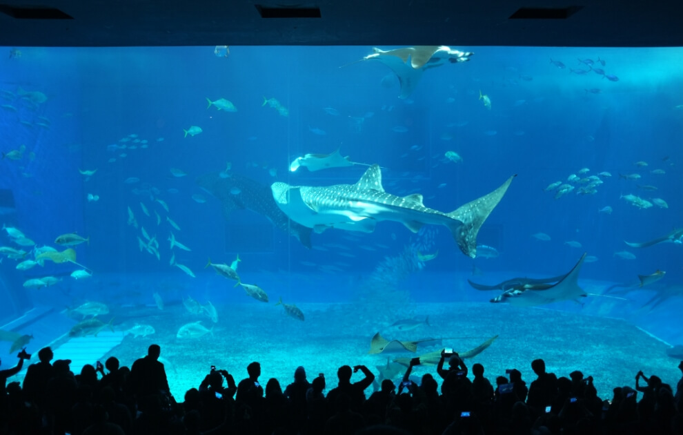 美ら海水族館